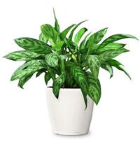 Cây văn phòng tốt cho phong thủy ntn! Cây văn phòng tốt cho phong thủy ntn!